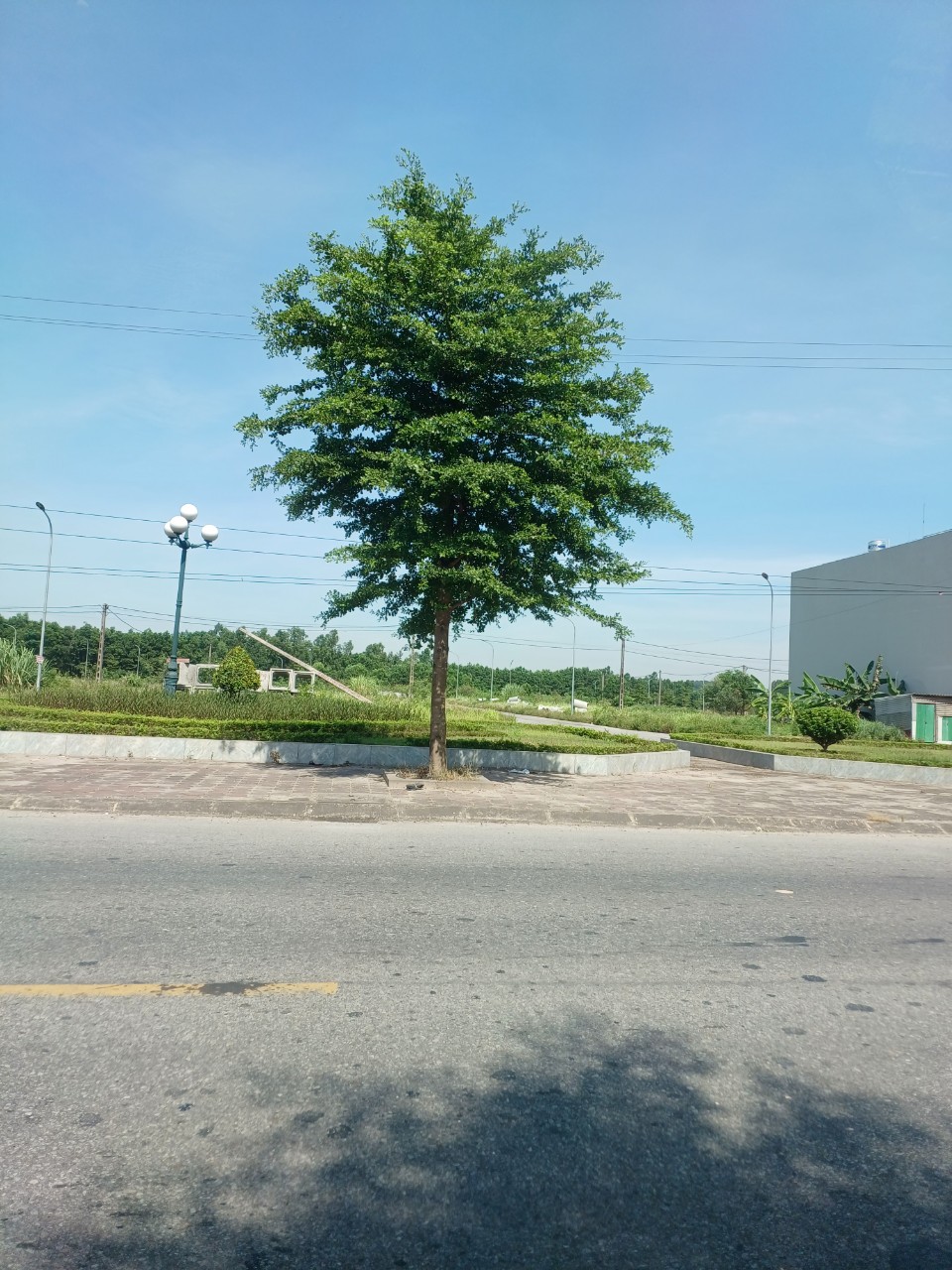 Cây bàng đài loan