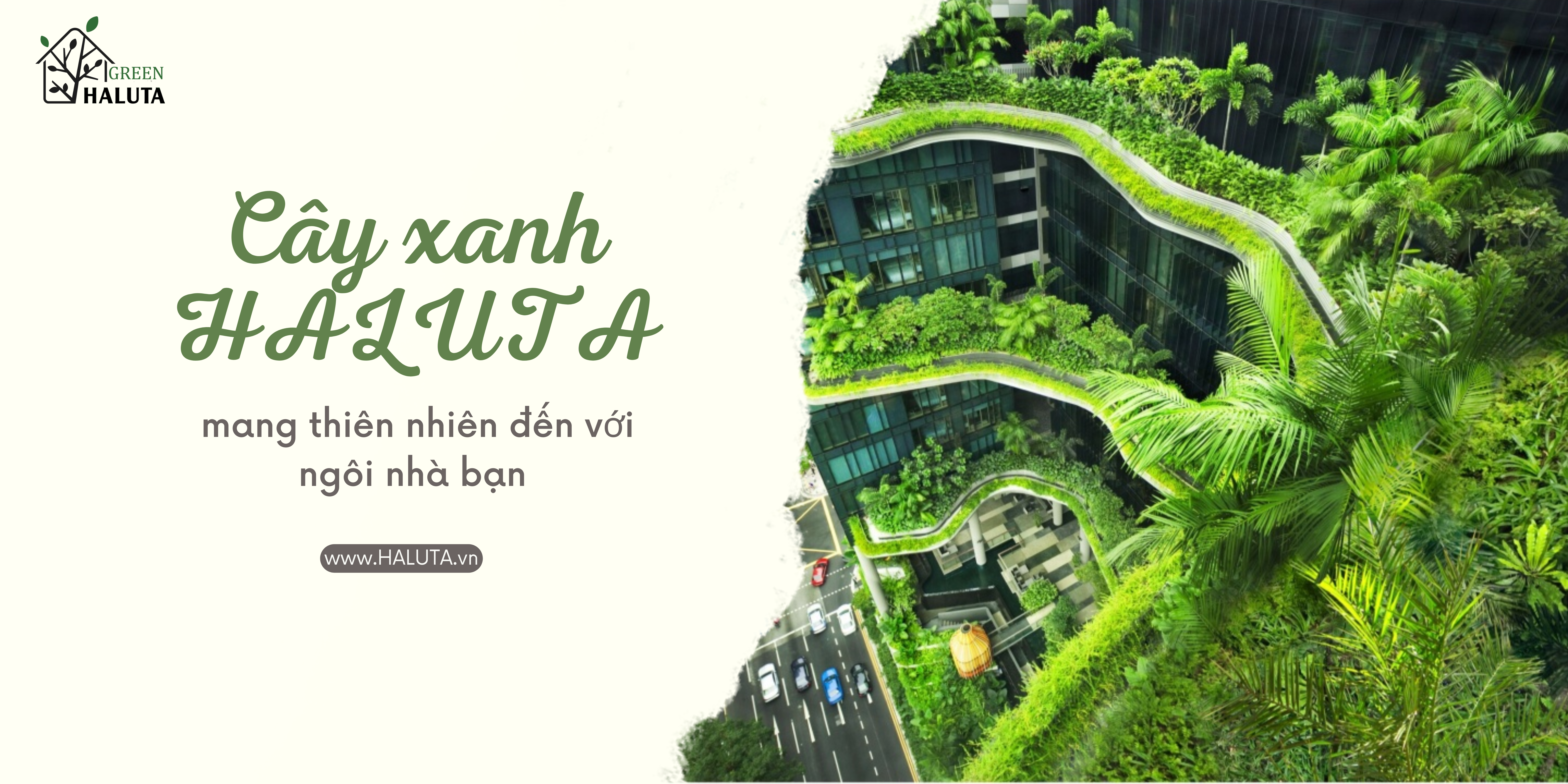 Thiết kế CÂY XANH HALUTA