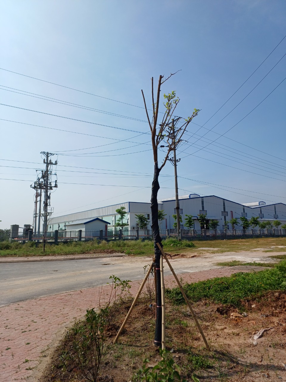 Cây ban trắng hồng