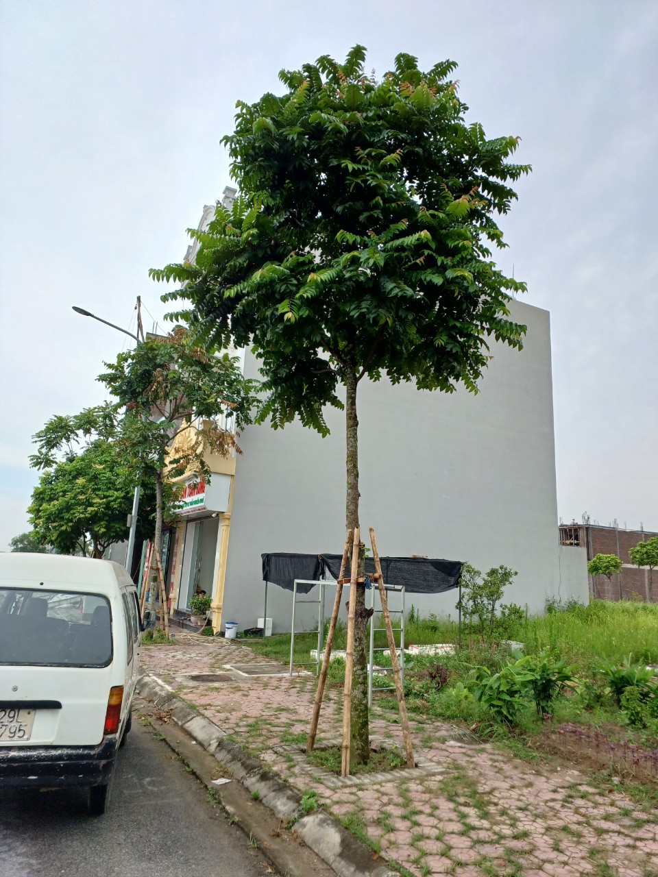 Cây lát hoa