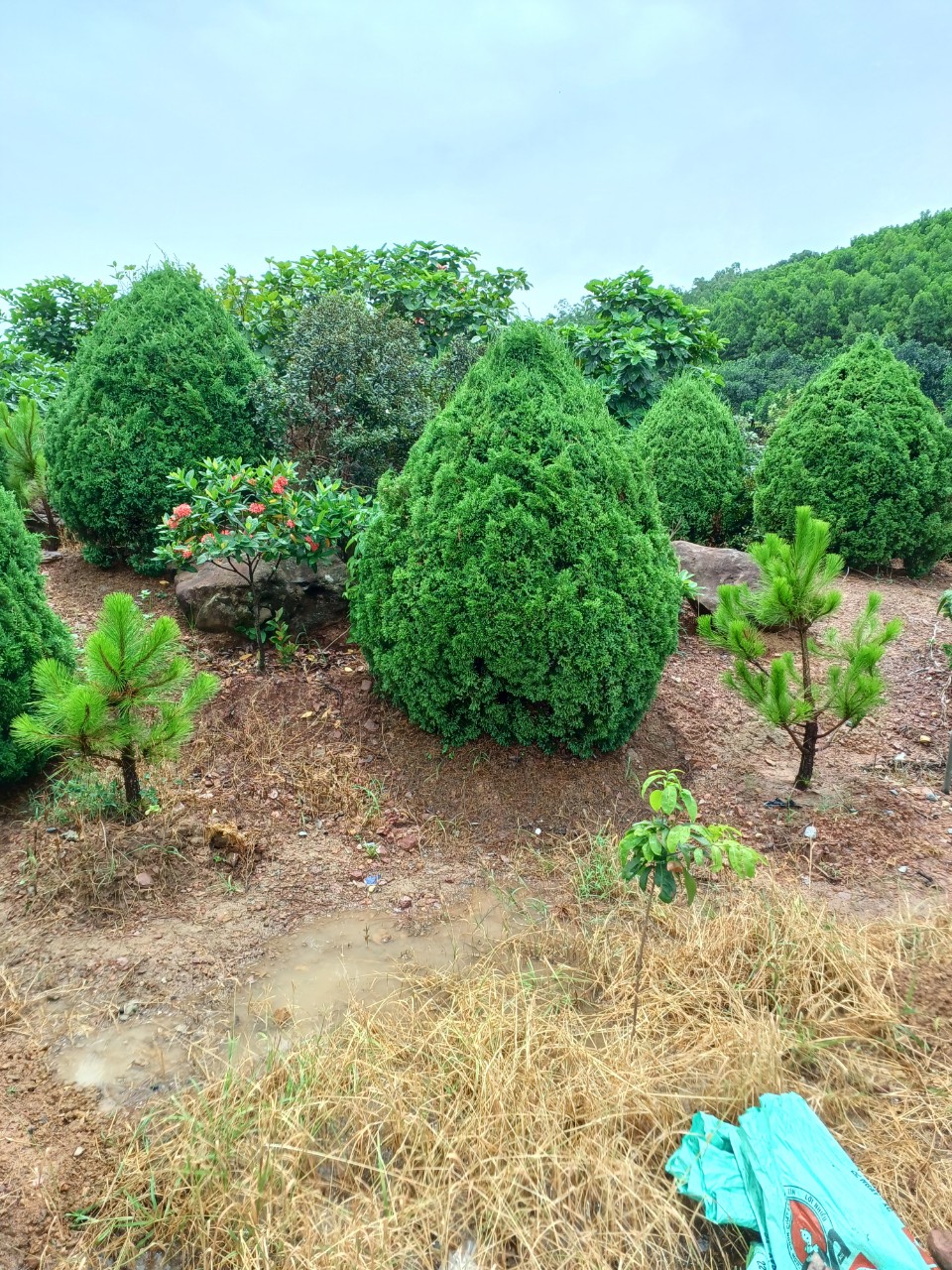 Cây Thông Nhựa