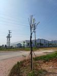 Cây ban trắng hồng