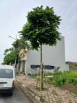 Cây lát hoa